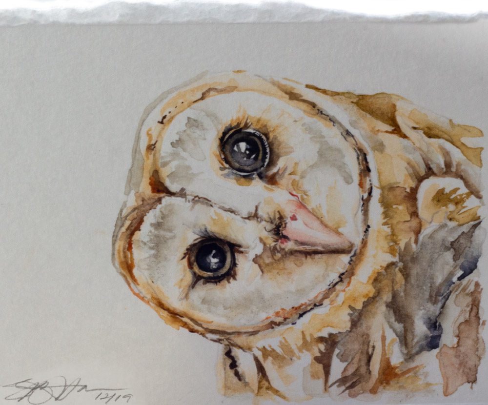 Barn Owl watercolor by Shannon
